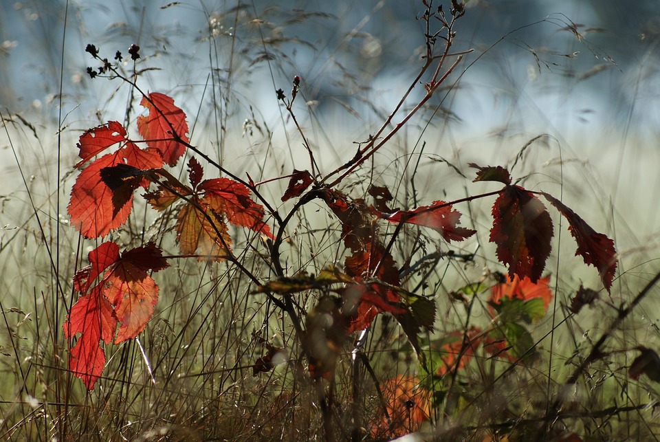 Autumn 205588 960 720